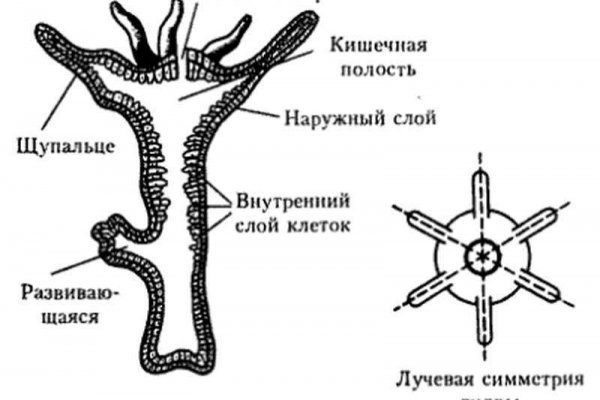 Как закинуть деньги на кракен